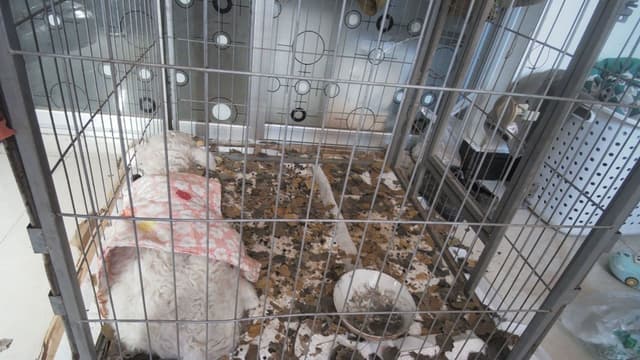 The hottest sheep in Tiktok